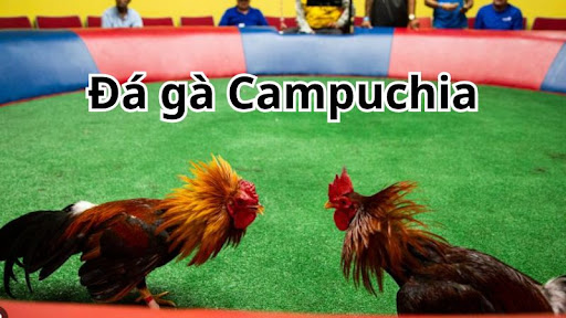 Khám phá những loại hình đá gà fb88